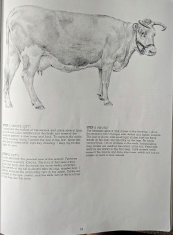 Image is of a page out of an art book showing a cow with descriptions and instructions on how to draw at the bottom of the page